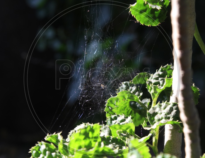 A close up of a spider's web.
