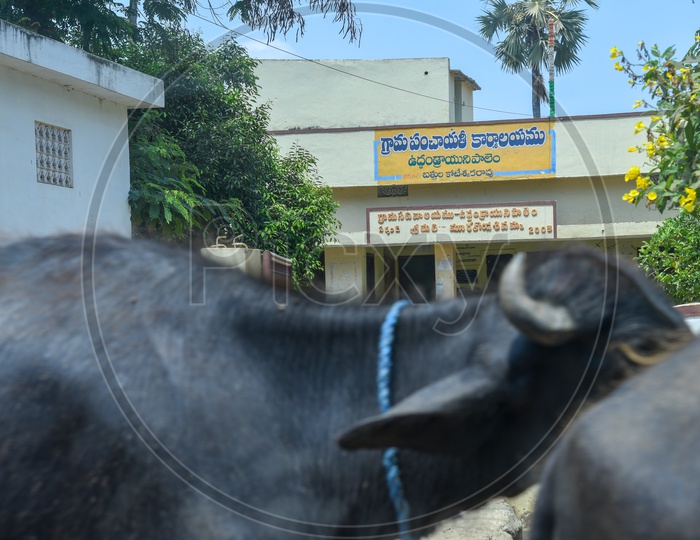 Gram Panchayath Office , Uddandarayunipalem