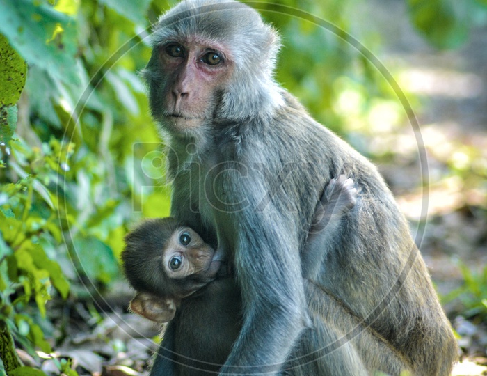 A Young Macaque Or Monkey With Her Baby Monkey In Araku Valley