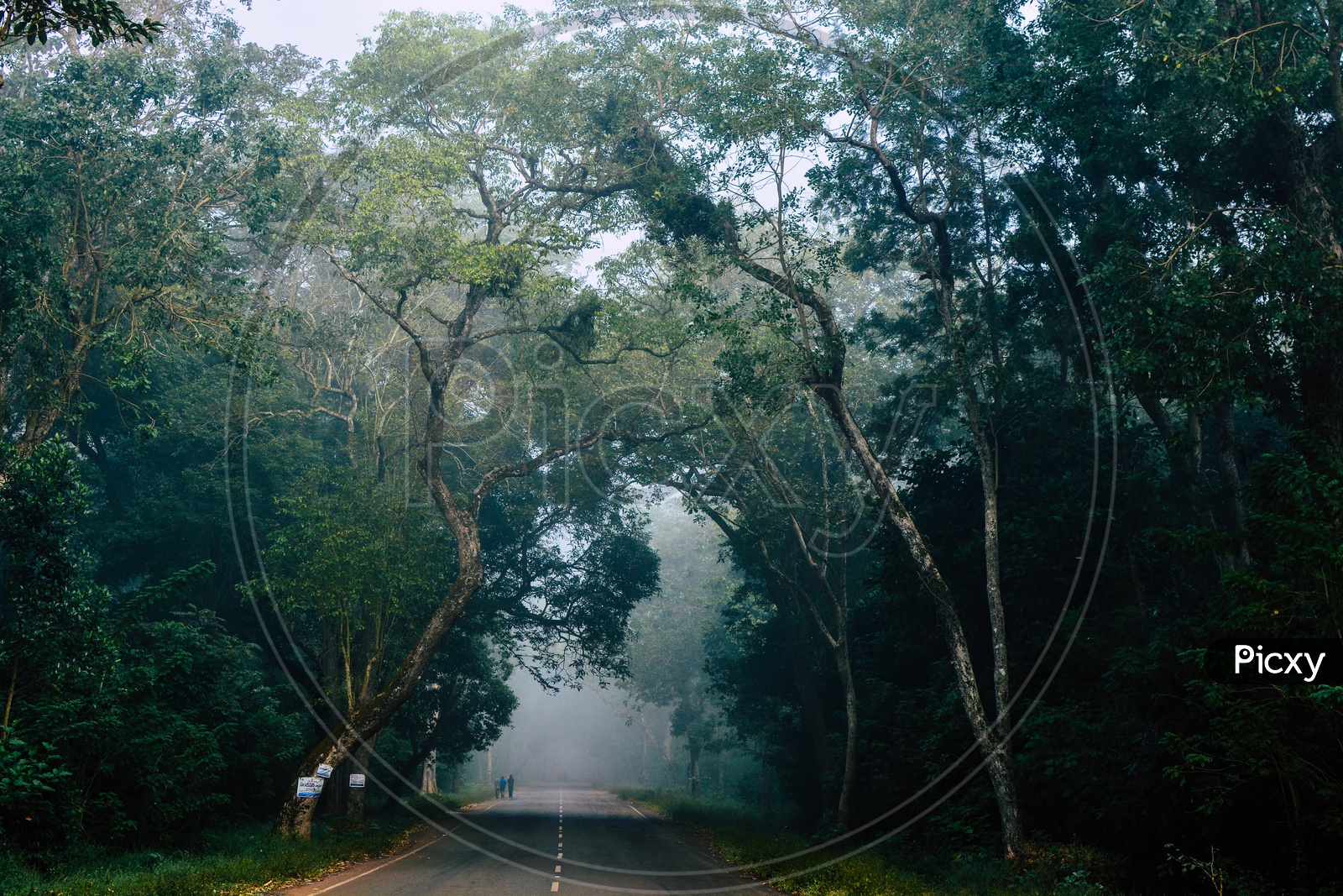 Roads Covered With Trees and Morning Mist In Araku