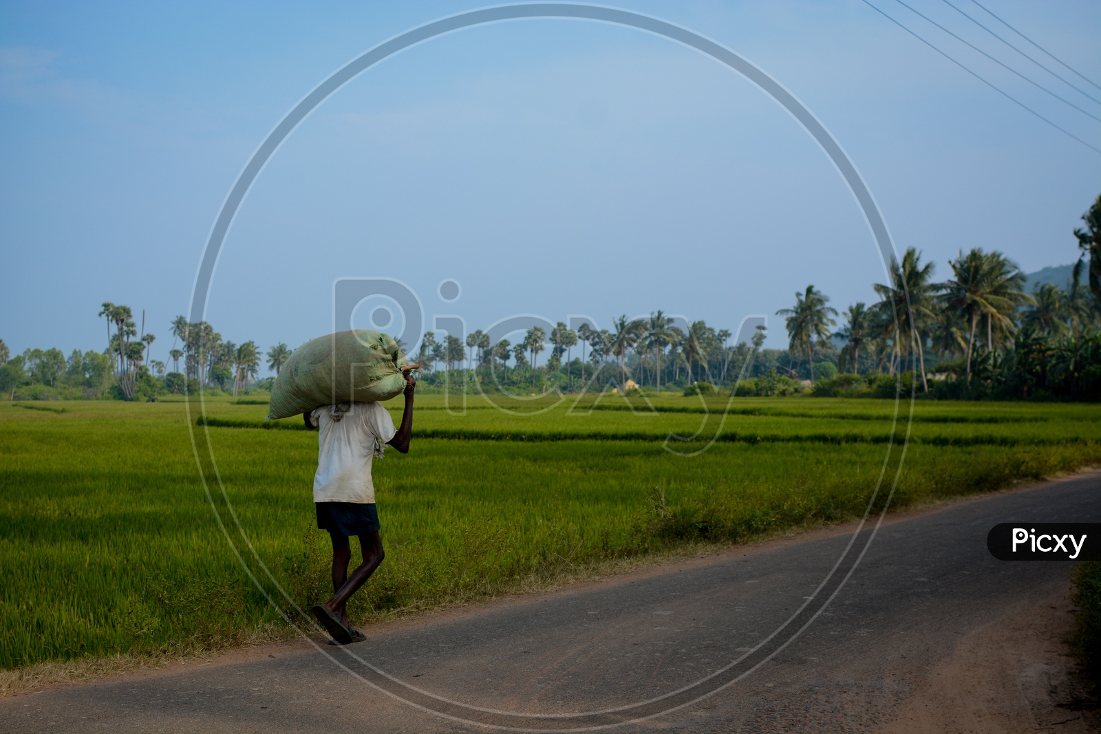 A Farmer Carrying a Gunny Bag On Head At Paddy Fields