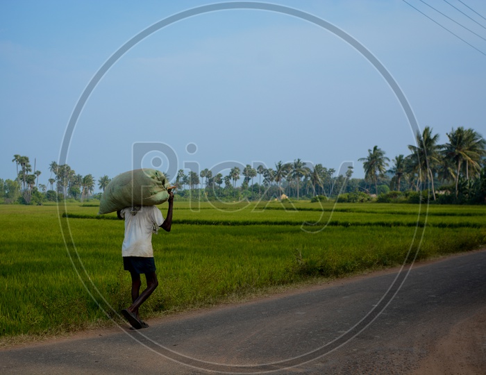 A Farmer Carrying a Gunny Bag On Head At Paddy Fields