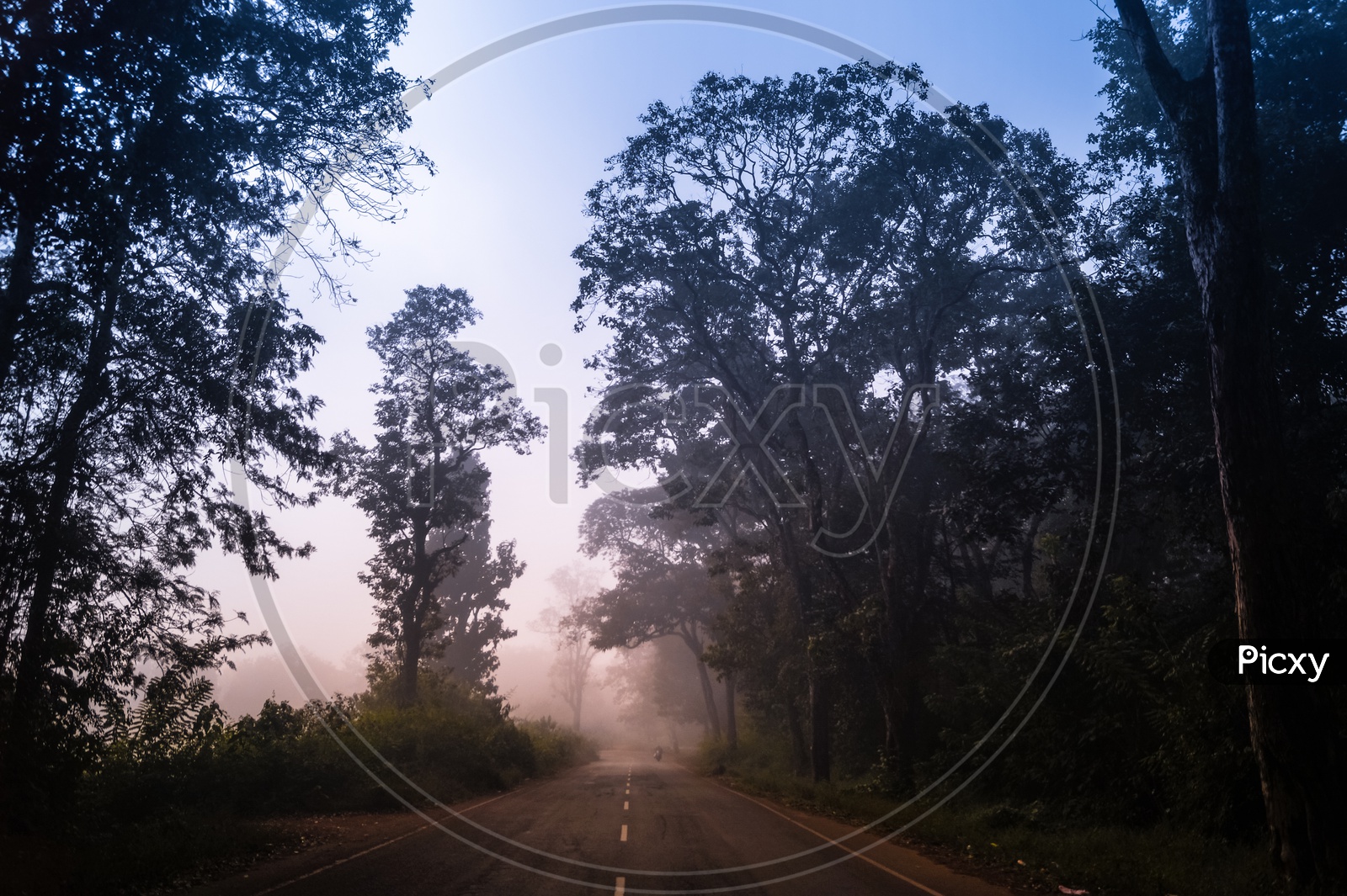 Roads Covered With Trees and Morning Mist