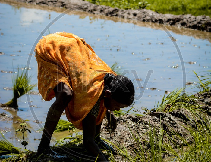 An Old Woman Working In Paddy Fields