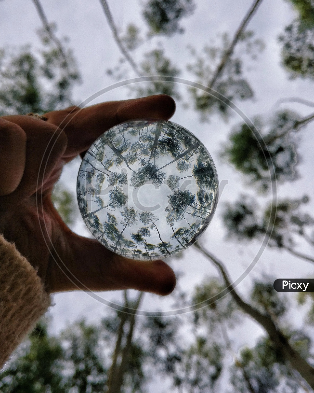 Eucalyptus Trees On a Lens Ball