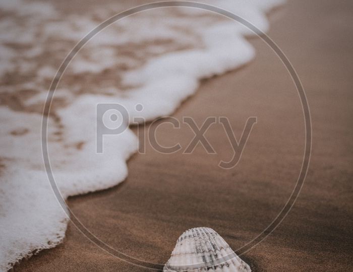 Sea Shell In a Beach or Shore