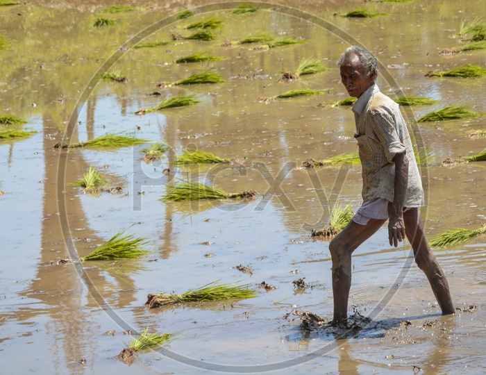 A Farmer Working In Paddy Fileds