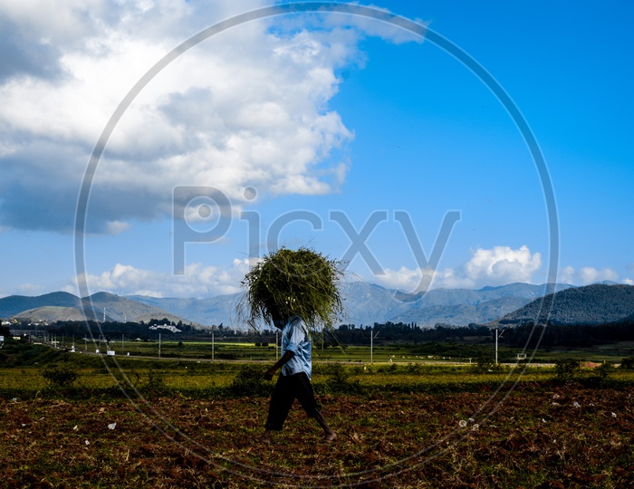 A Man Carrying Grass On His Head At Agricultural Fields