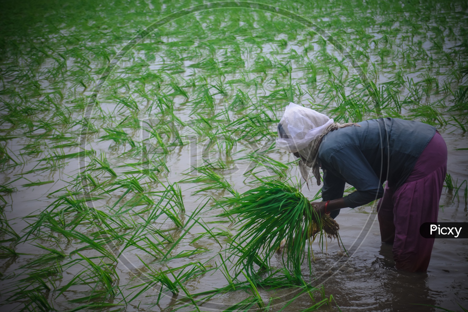 A Woman working In a Paddy Field