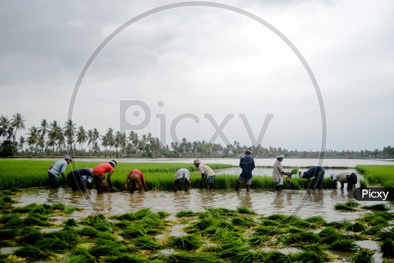 Woman Farmers Working In Paddy Fields