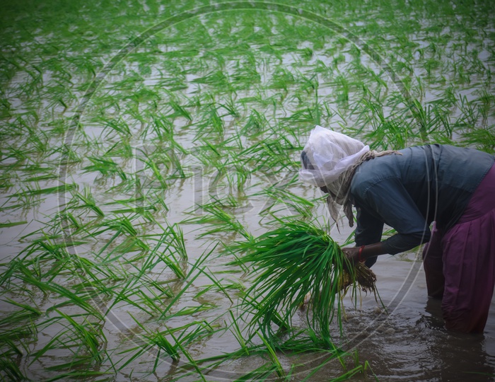A Woman working In a Paddy Field