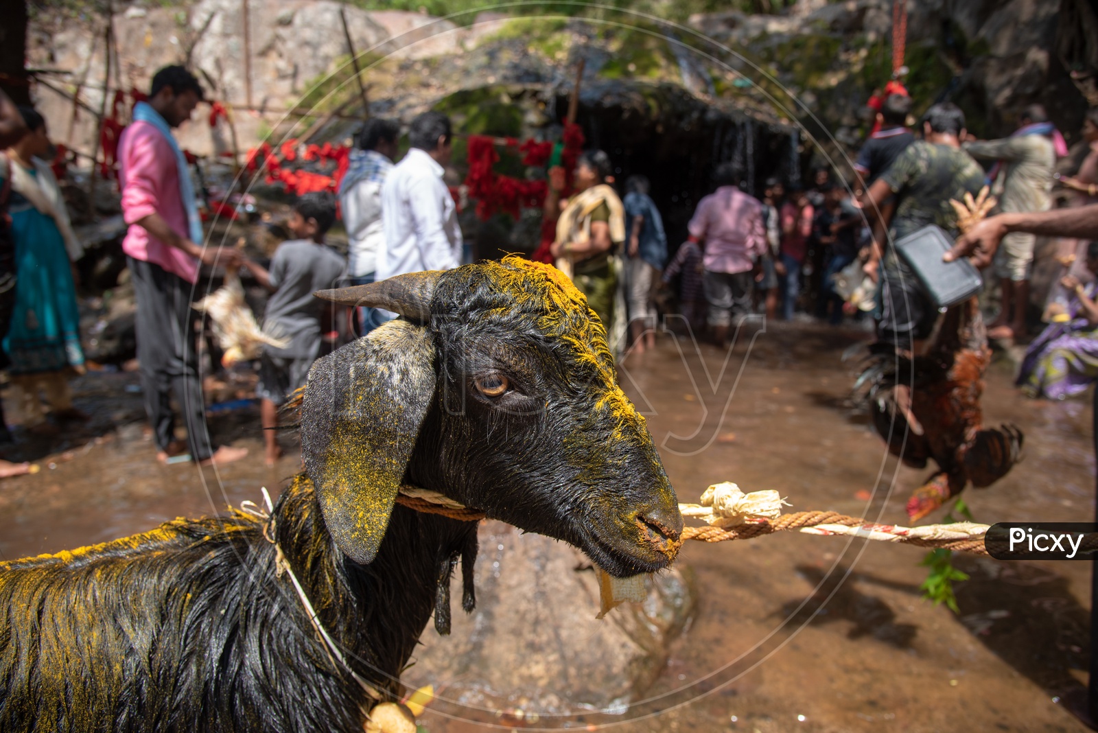 Offering goat and hen at Gubbala Mangamma Thalli Temple