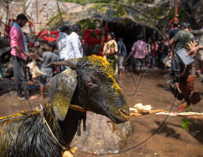 Offering goat and hen at Gubbala Mangamma Thalli Temple