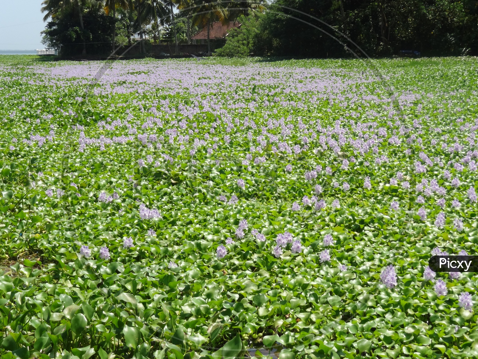 Hyacinth aquatic plants in full bloom in Kerala backwaters