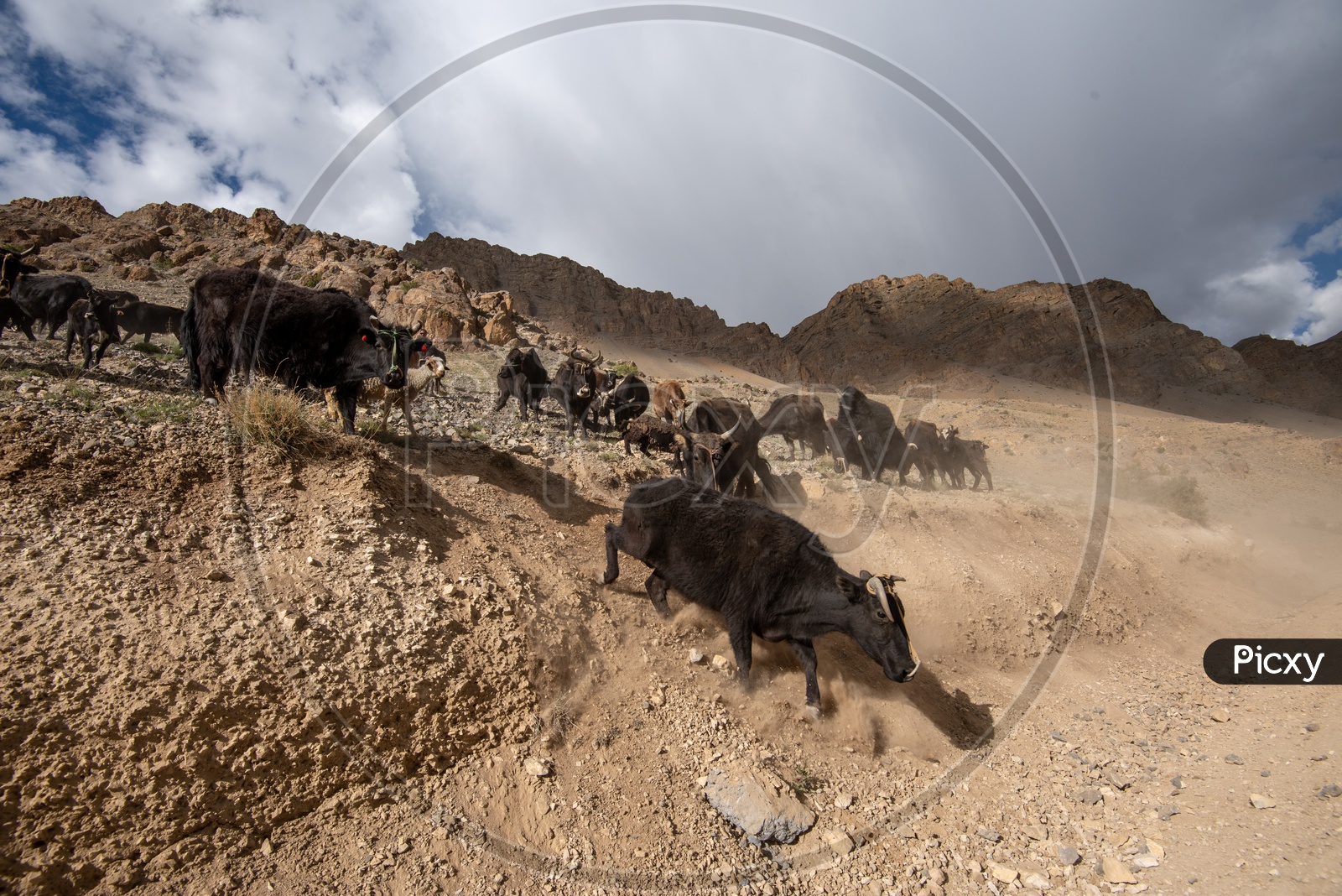 Cattle in Spiti Valley