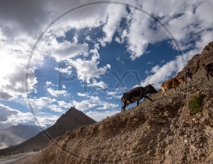 Cattle in Spiti Valley