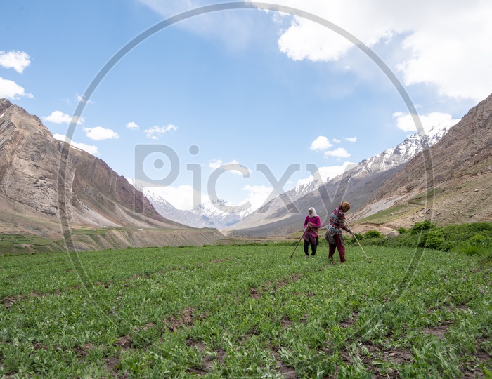 Women working in the agricultural farm land with snow clad mountains in the background in Spiti Valley