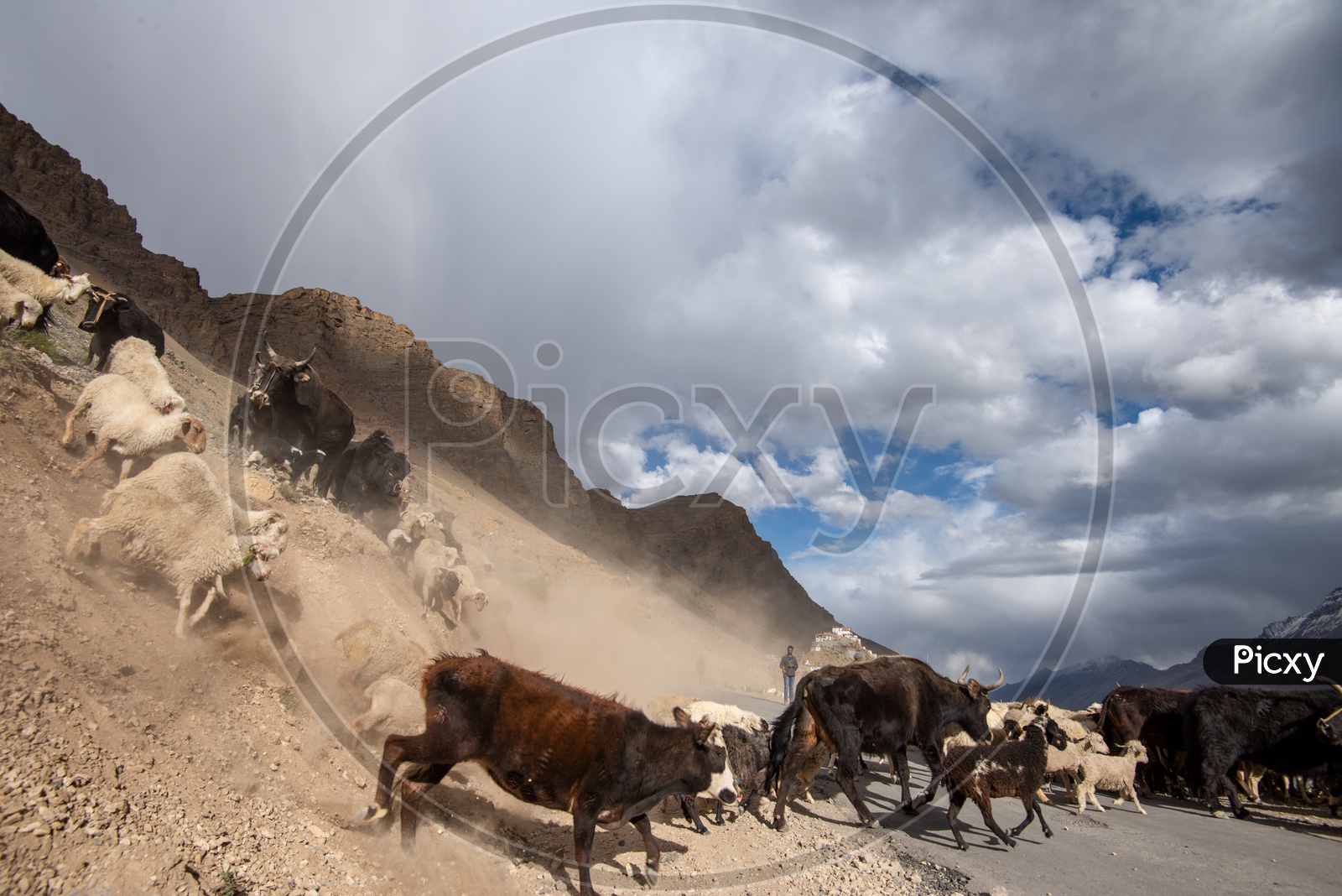 Sheep and cattle crossing the road in Spiti Valley