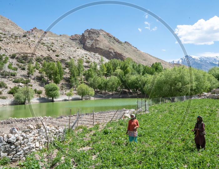Woman  On the Agricultural Fields Of Leh