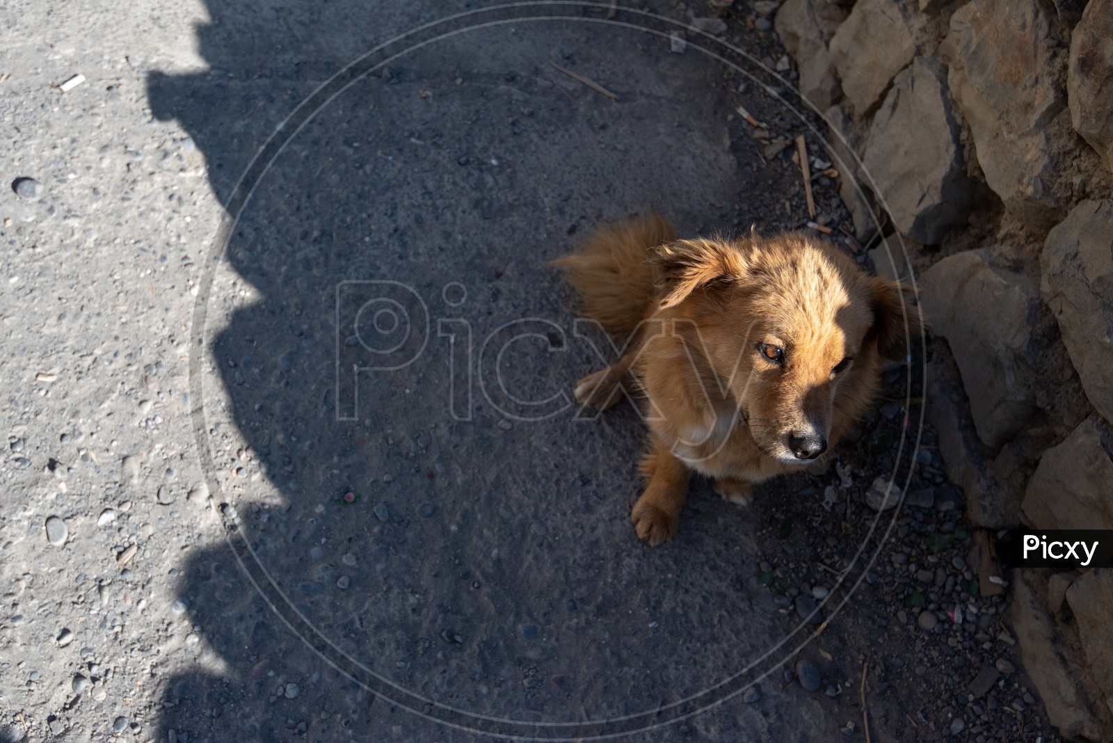 A Dog on the Street