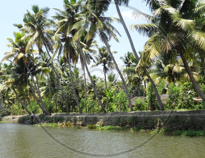 Coconut trees alongside the Kerala backwaters