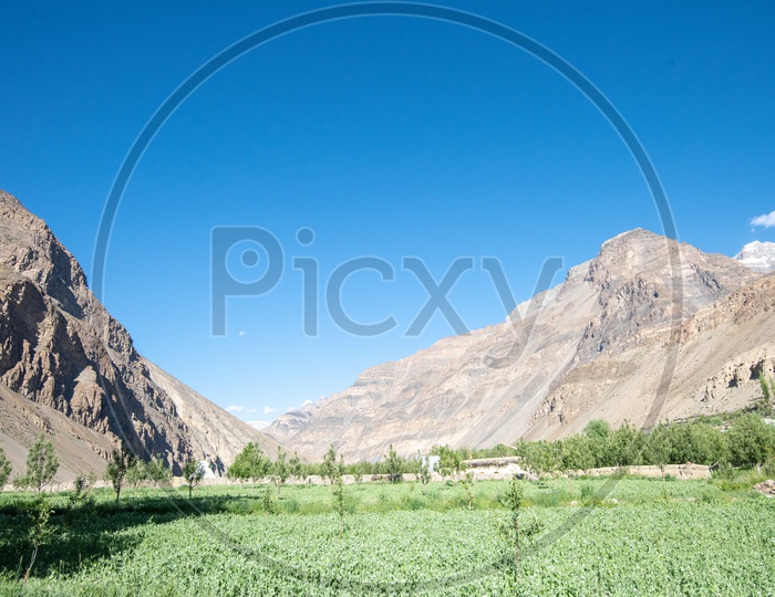 Agricultural Fields On the Valleys of Leh