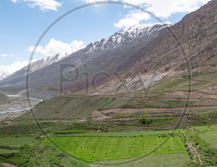 Farm lands in the Spiti Valley with snow clad mountains in the background