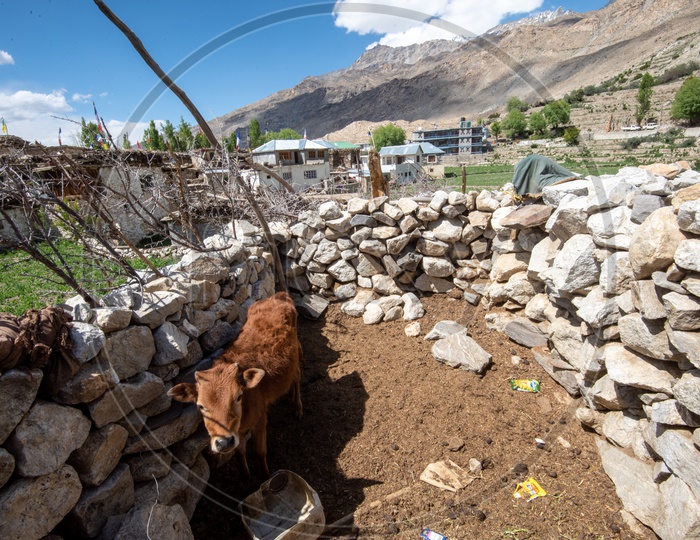 Cattle On the Villages Of Leh