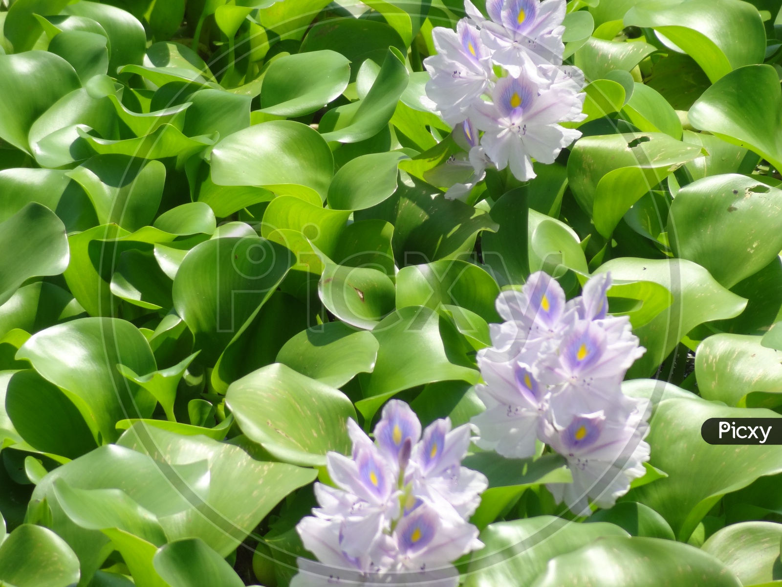 Hyacinth aquatic plants in Kerala backwaters