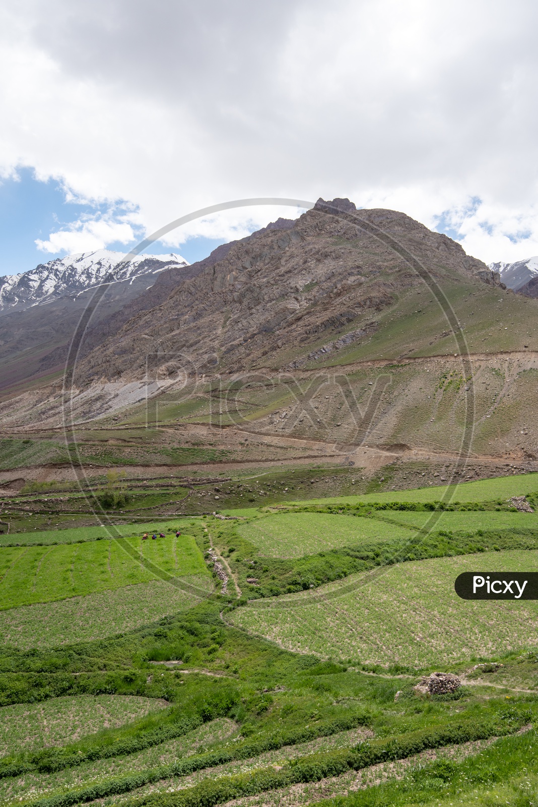 Agricultural farm lands in the Spiti Valley with snow clad mountains in the background