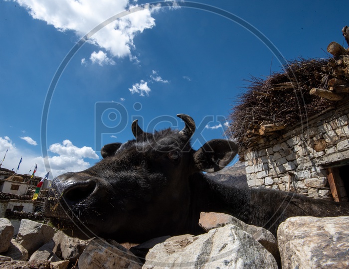 A Buffalo In the Cattle Shed In Villages Of Leh