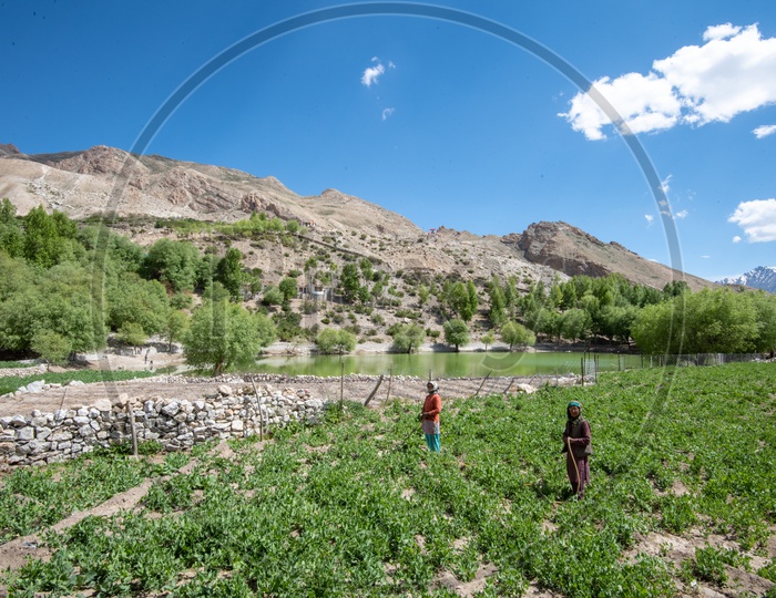 Woman  On the Agricultural Fields Of Leh