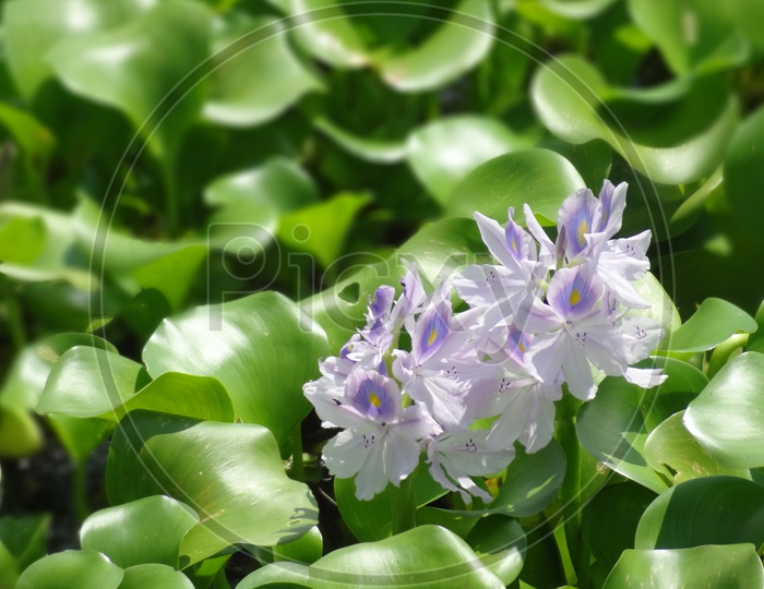 Flowers of Hyacinth plants