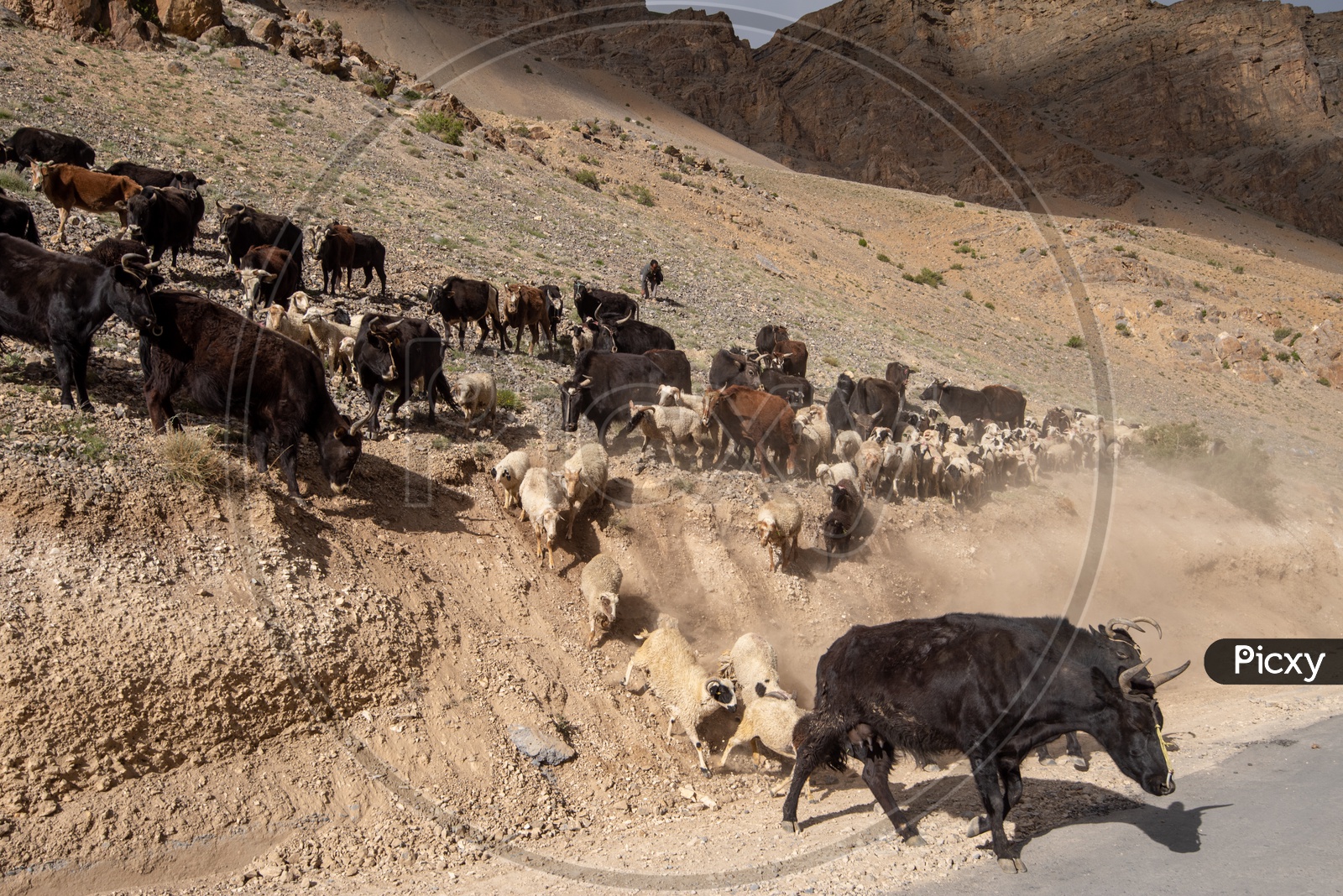 Sheep and cattle in Spiti Valley