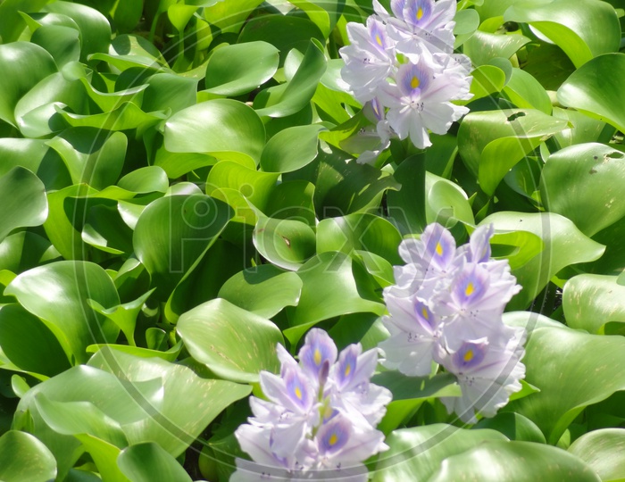 Hyacinth aquatic plants in Kerala backwaters