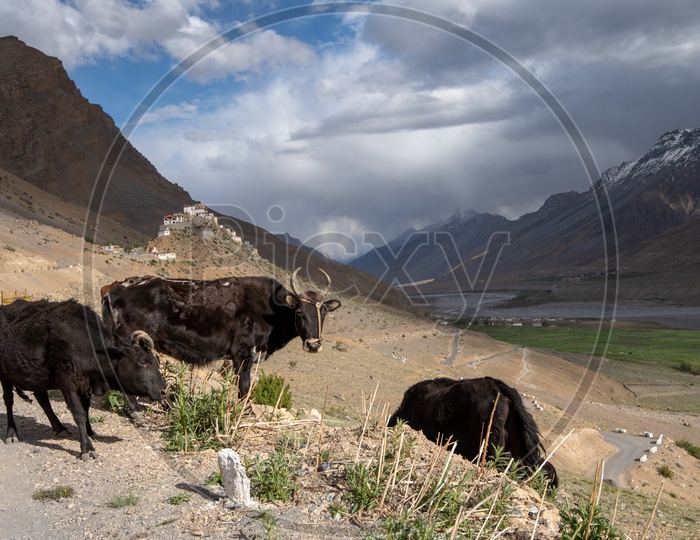 Cattle grazing grass in Spiti Valley