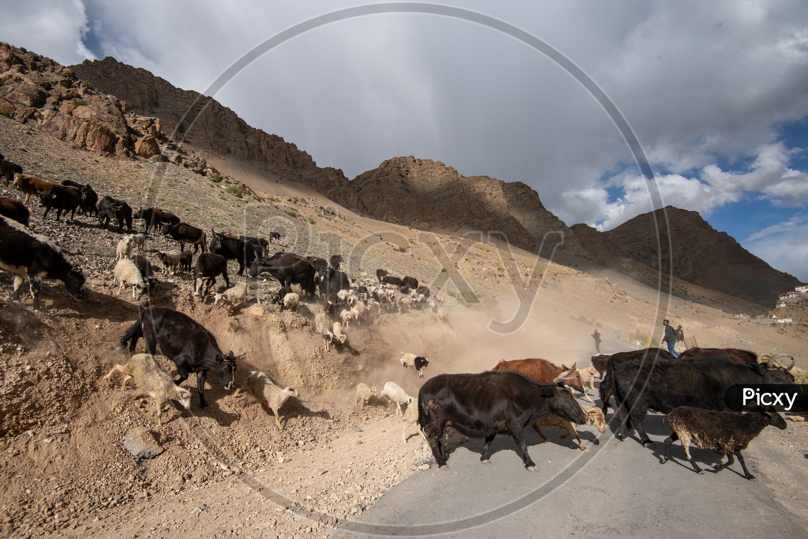 Sheep and cattle crossing the road  in Spiti Valley