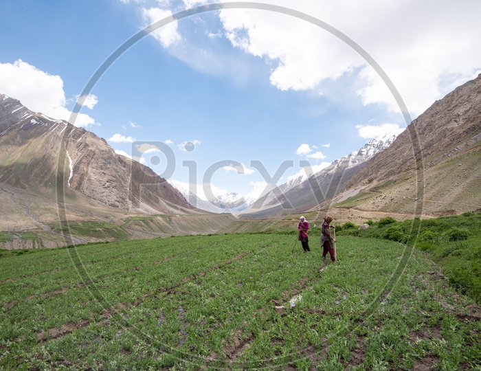Snow Capped Mountains of Spiti Valley with agriculture fields in the foreground