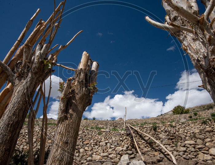 Dried Wood Logs  Using as Poles In Leh Villages