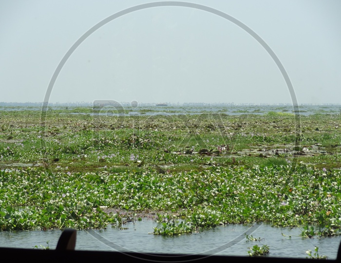 Hyacinth and various aquatic plants  in Kerala backwaters