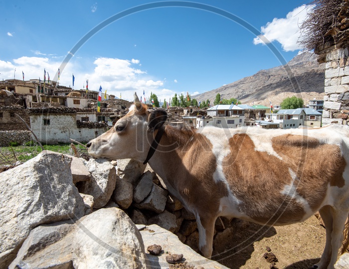 A Cow In a Cattle shed At a Village of Leh