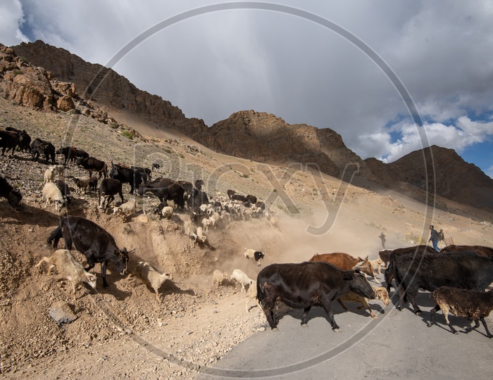 Sheep and cattle crossing the road  in Spiti Valley