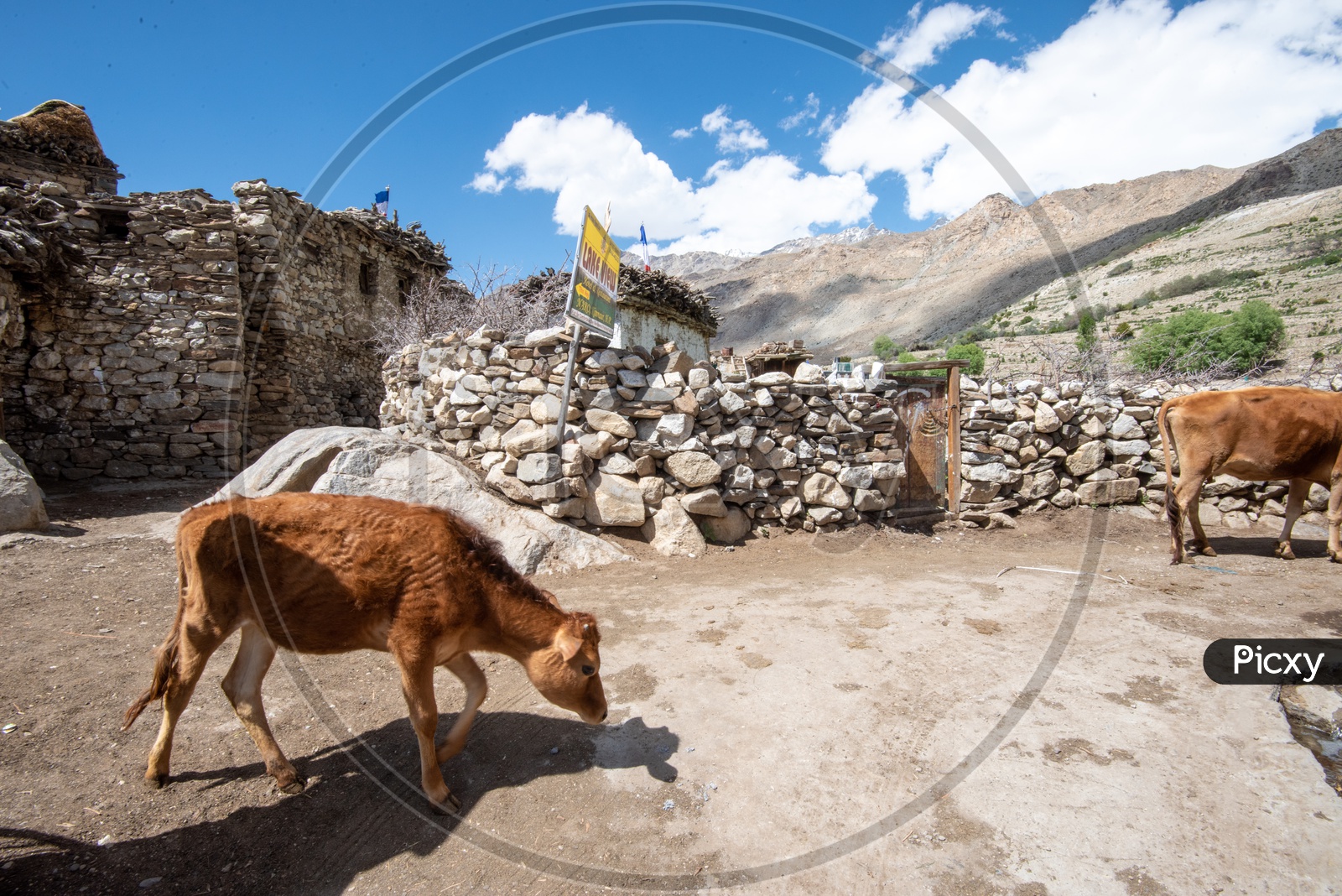 Cattle On the Villages Of Leh