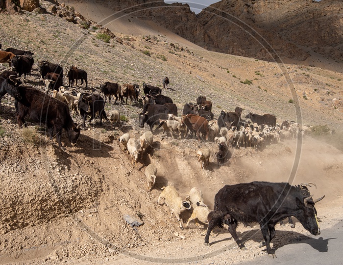 Sheep and cattle in Spiti Valley