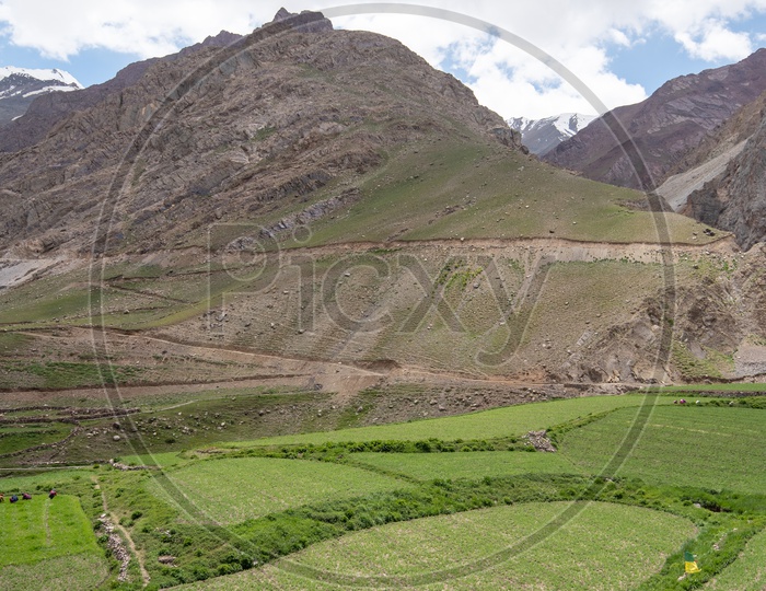 Agricultural farm lands in the Spiti Valley with mountains in the background