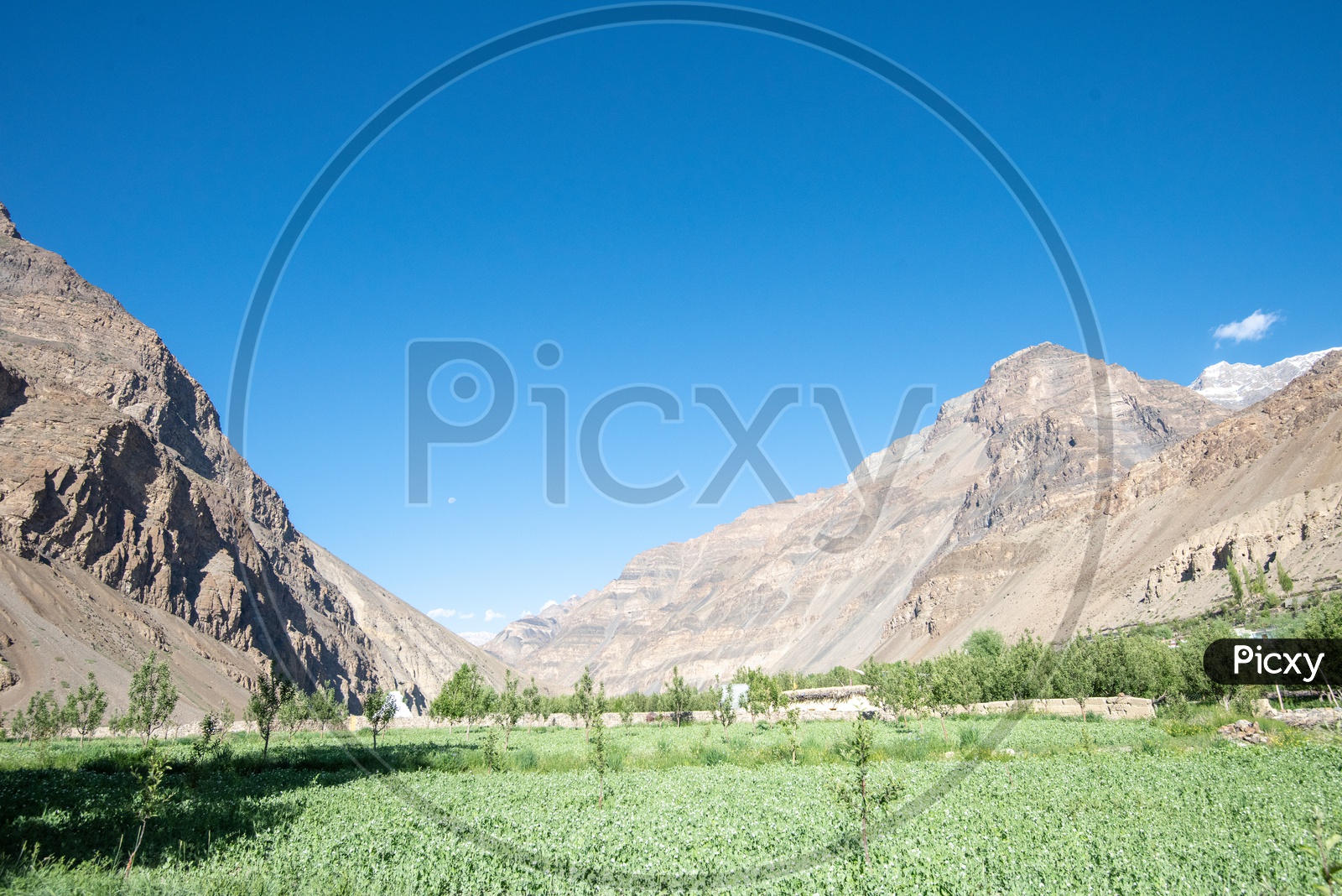 Agricultural Fields On the Valleys of Leh