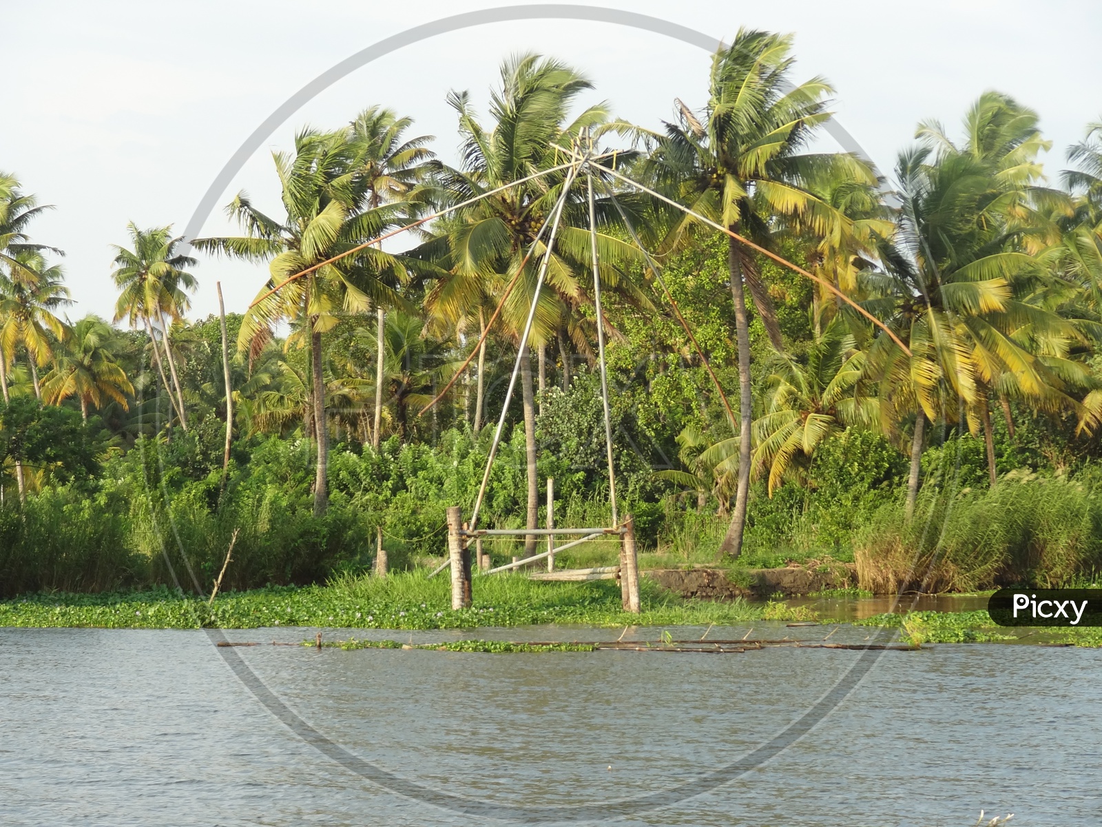 Coconut trees alongside the Kerala backwaters