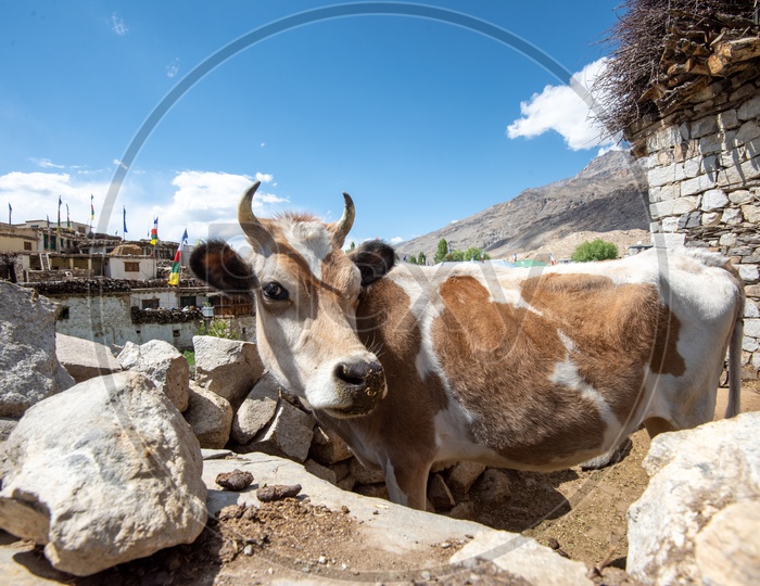 A Cow In a Cattle shed At a Village of Leh