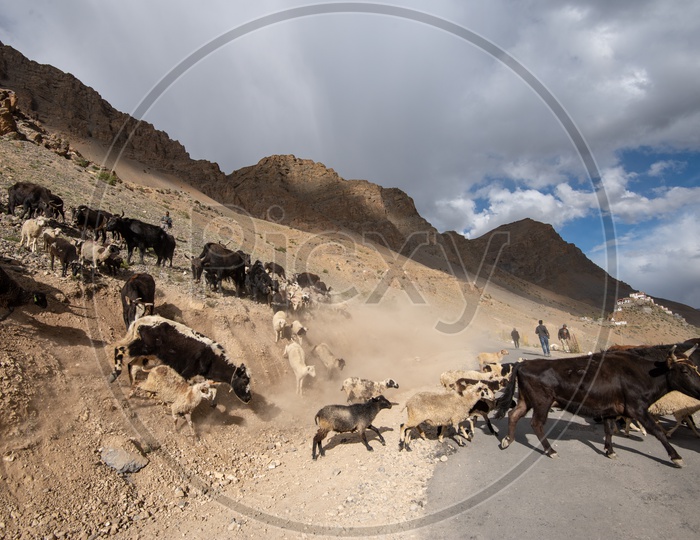 Sheep and cattle crossing the road in Spiti Valley