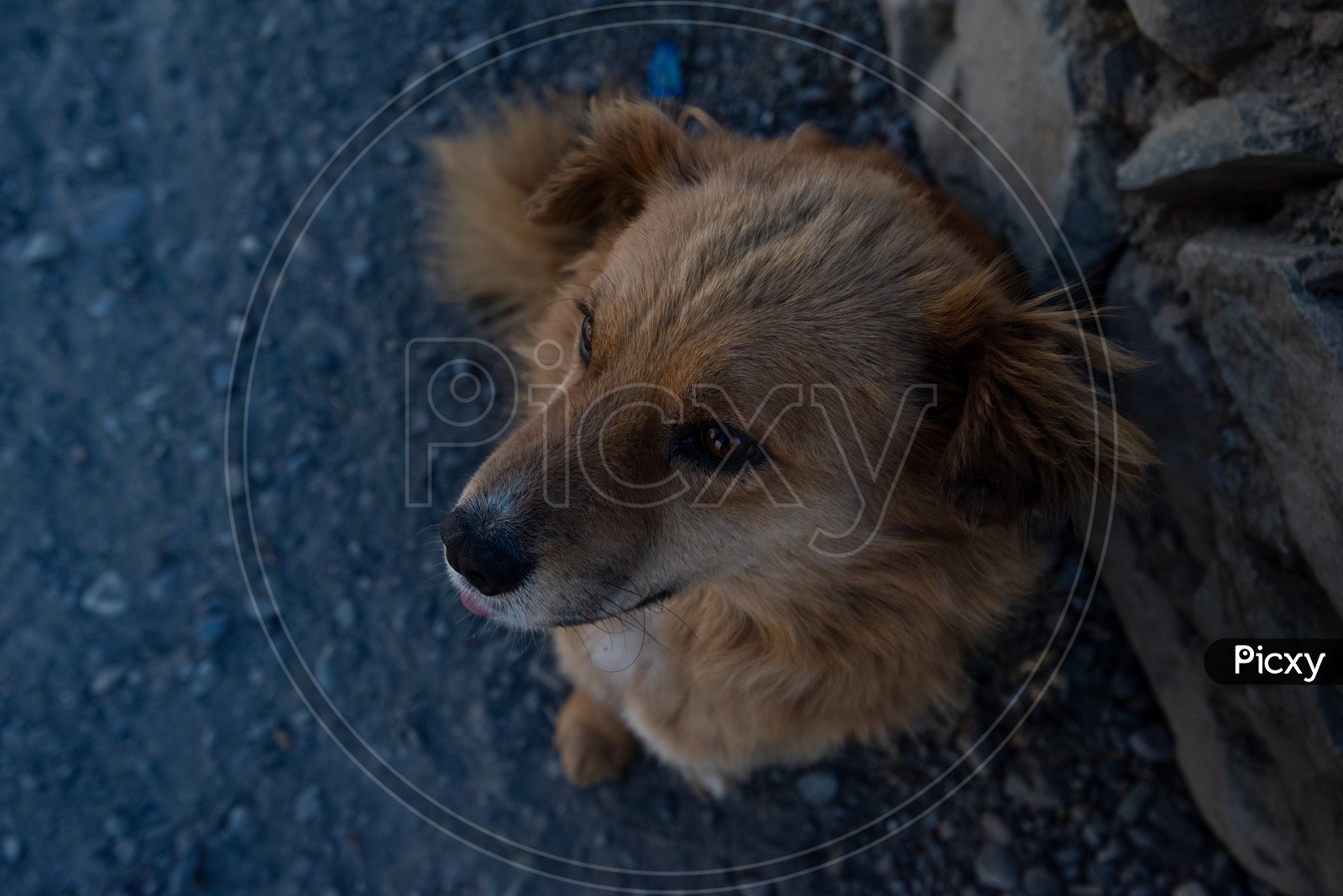 A Dog On the Streets